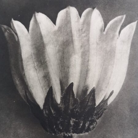 Karl Blossfeldt